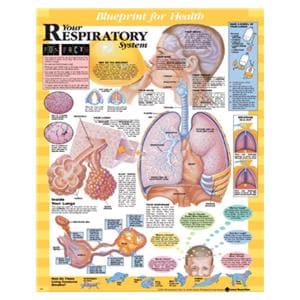 Blueprint for Health Your Respiratory System 20x26" Anatomical Chart EA