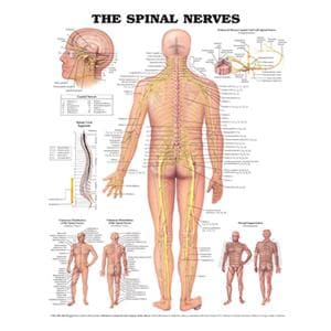 Spinal Nerves 20x26" Anatomical Chart Ea