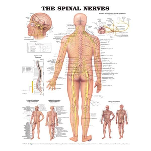 Spinal Nerves 20x26" Anatomical Chart Ea