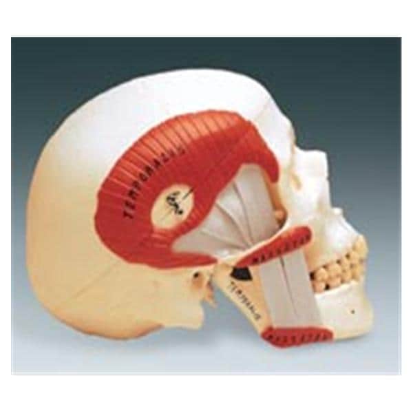 Patient Education Model TMJ Skull 8 in x 5.5 in x 6 in Ea