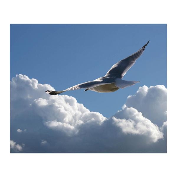 CeilingScenes Acoustic Tile Seagull Soaring 2-Tiles Vertical 24 in x 48 in Ea