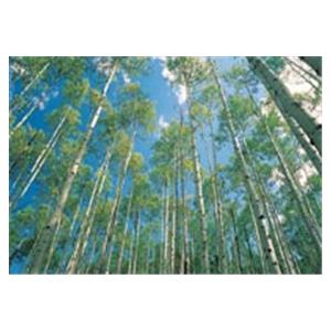 CeilingScenes Light Lens Birch Up-View Fall 1-Tile Vertical 48 in x 24 in Ea