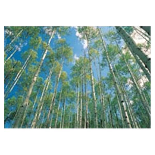 CeilingScenes Light Lens Birch Up-View Fall 1-Tile Vertical 48 in x 24 in Ea