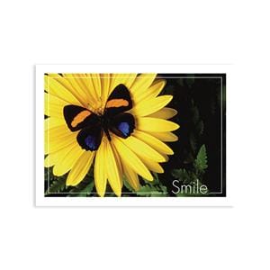 Imprinted Recall Cards Butterfly Smile 4 in x 6 in 250/Pk
