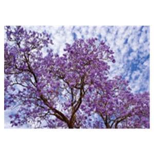 CeilingScenes Acoustic Tile Jacaranda 1-Tile Square 24 in x 24 in Ea