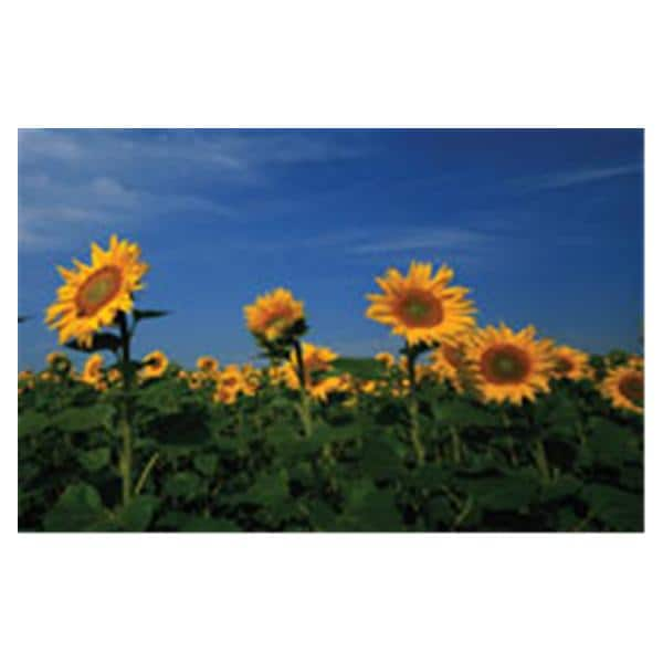 CeilingScenes Light Lens Sunflowers 2-Tiles Vertical 24 in x 24 in Ea