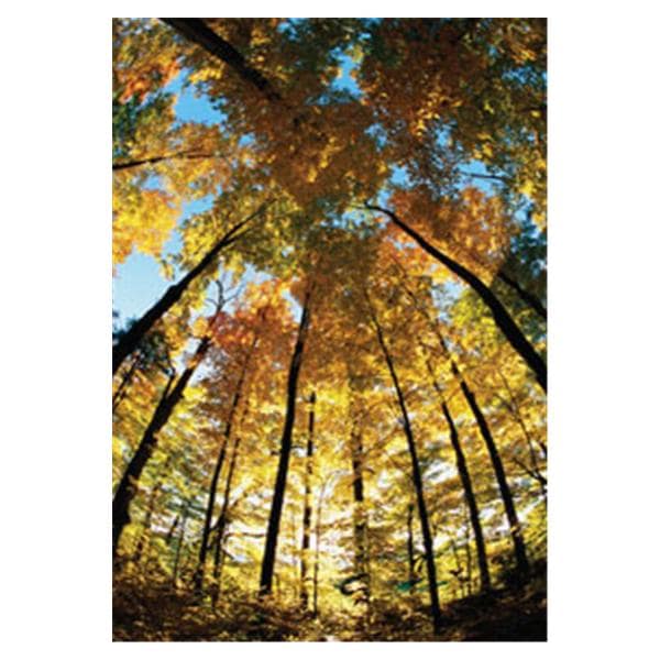 CeilingScenes Acoustic Tile Sugar Maple 1-Tile Square 24 in x 24 in Ea