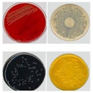 Anaerobic PEA Blood Agar Culture Plate 10/Pk