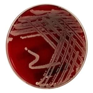 Culture TSA: Trypticase Soy Agar Monoplate 100/Pk