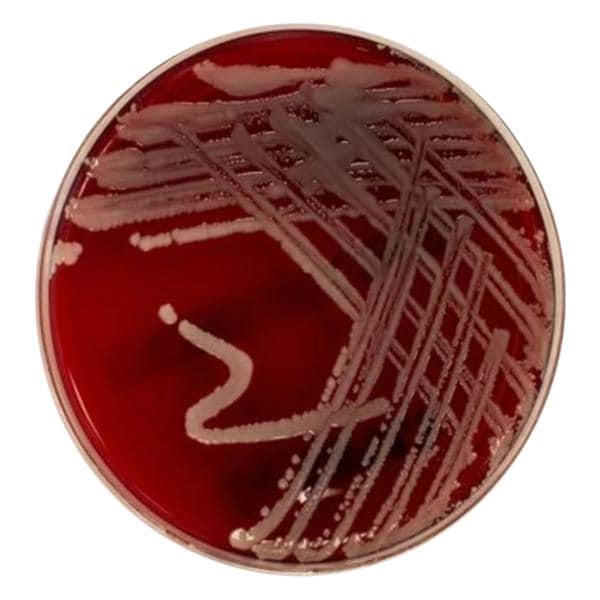 Culture TSA: Trypticase Soy Agar Monoplate 100/Pk