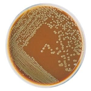 Culture Chocolate Agar Plate 10/Pk