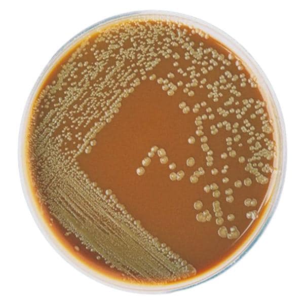 Culture Chocolate Agar Plate 100/Pk