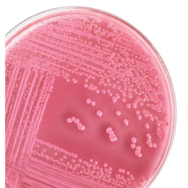 Culture MacConkey Agar 19.5mL Monoplate 100/Pk