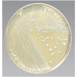 Culture Mycobiotic Agar 26mL Monoplate Deep Pour 10/Pk