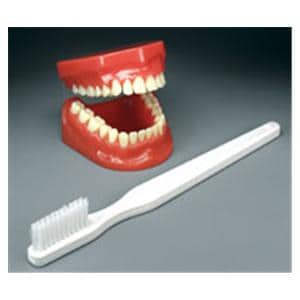 Jaw Only Model 3X Brushing and Flossing 2.5 in x 4 in Ea