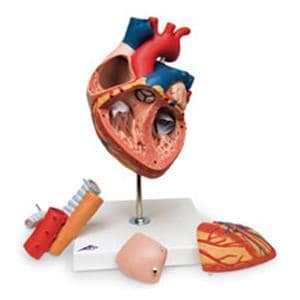 Heart Anatomical Model Ea