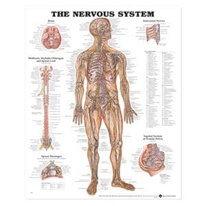 The Nervous System 20x26" Anatomical Chart Ea