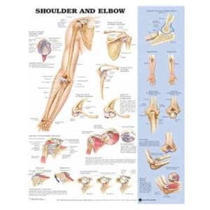 Shoulder And Elbow 20x26" Anatomical Chart Ea