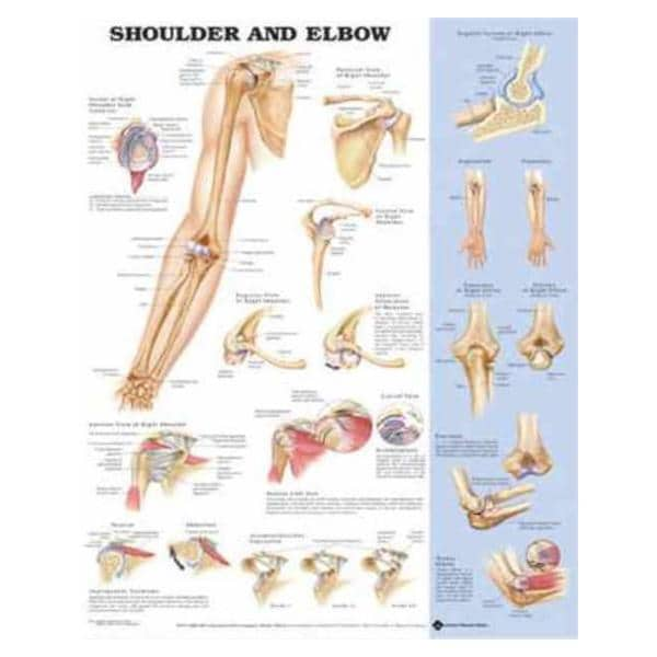 Shoulder And Elbow 20x26" Anatomical Chart Ea