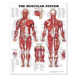 The Muscular System 20x26" Anatomical Chart Ea