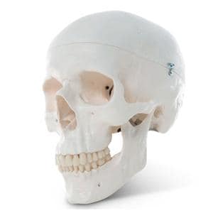 Human Skull Educational Model EA