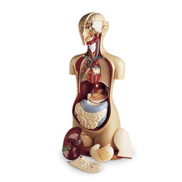 KnowBody Torso Anatomical Model Ea