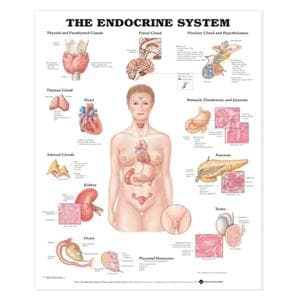 The Endocrine System 20x26" Anatomical Chart EA