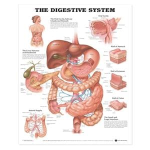 The Digestive System 20x26" Anatomical Chart Ea