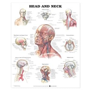 Head and Neck 20x26" Anatomical Chart Ea