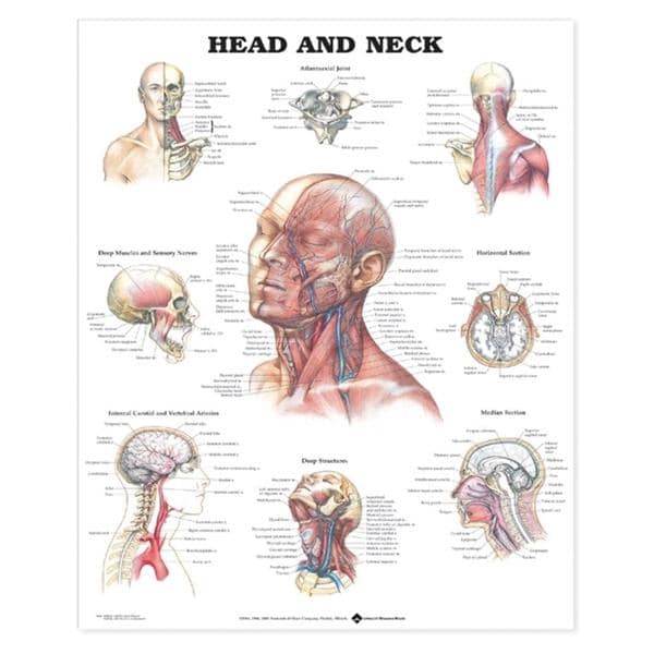 Head and Neck 20x26" Anatomical Chart Ea