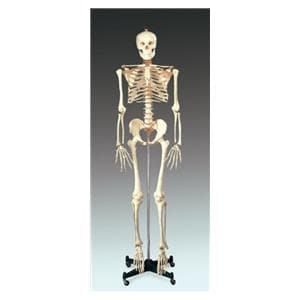 Budget Bucky Anatomical Adult Model EA