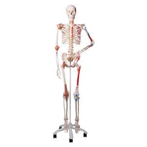 Anatomical Model Ea