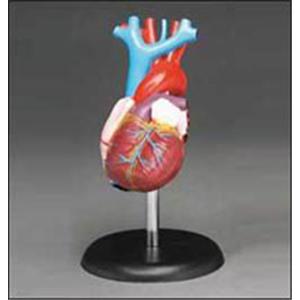 Budget Heart Demonstration Model Ea