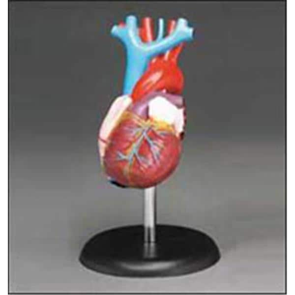 Budget Heart Demonstration Model Ea