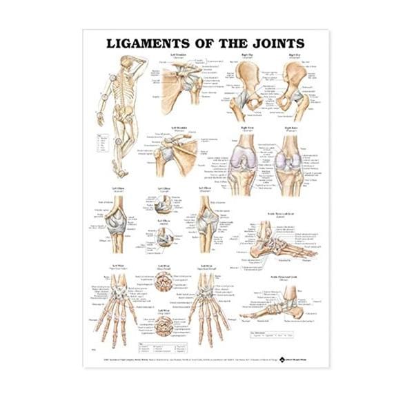 Ligaments of the Joints 20x26" Anatomical Chart Ea