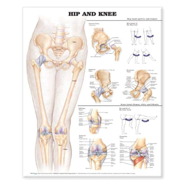 Hip And Knee 20x26" Anatomical Chart Ea